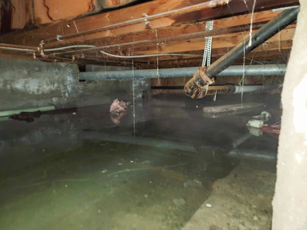 Best Local water damage restoration  in Miles City, MT