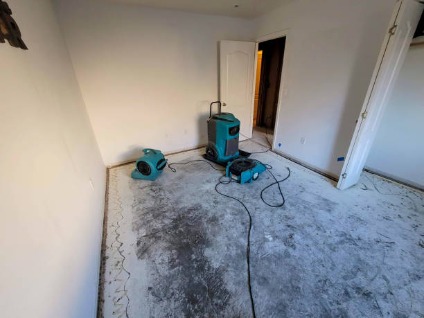 Best Mold removal after water damage  in Miles City, MT